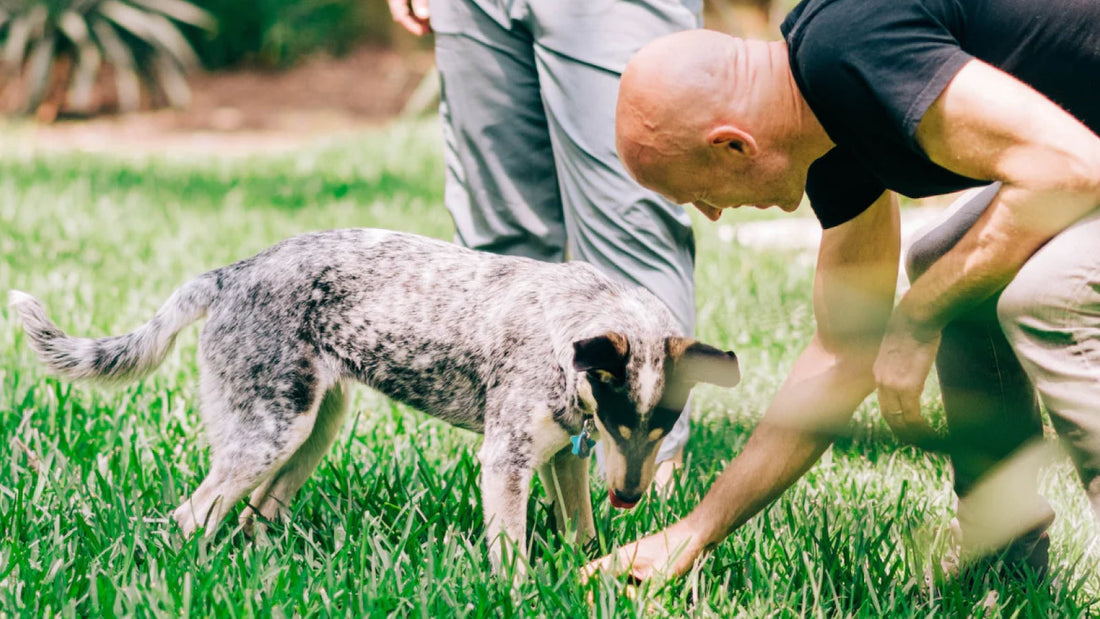 Top tips for welcoming a dog into your home