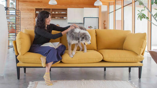 Turning your home into a pet-friendly sanctuary