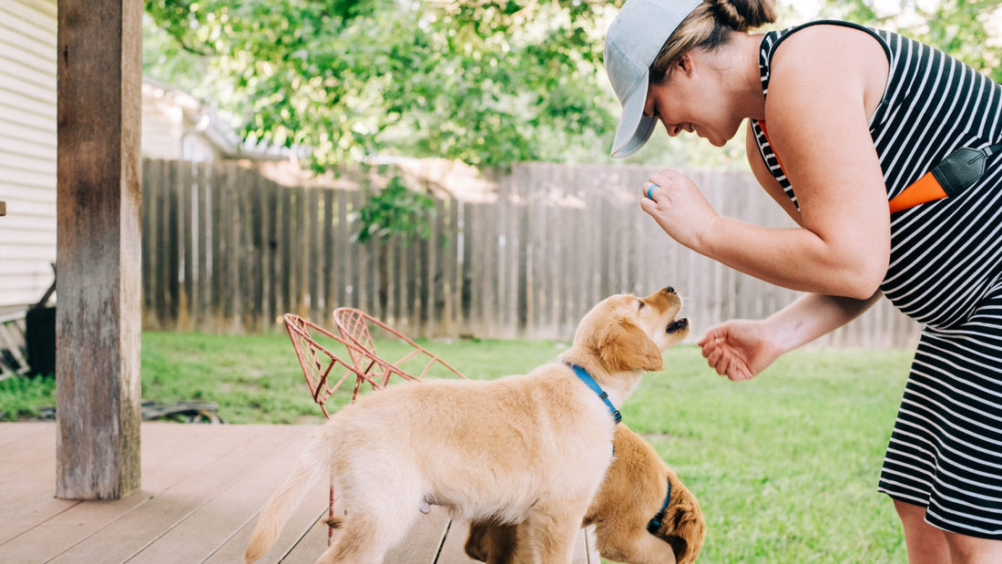 Woman feeding human food safe for dogs to two golden retriever puppies