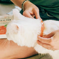 A person fastens a Wondercide Flea & Tick Collar for Dogs + Cats around a fluffy white cat’s neck, wearing a beaded bracelet and ring, with a book nearby—offering stylish flea and tick protection for their pet.