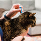 12-Month Flea & Tick Spot On for Cats