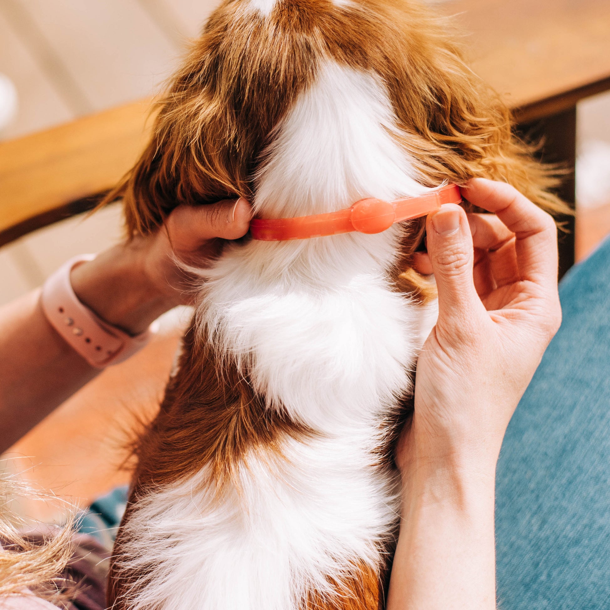 A person gently applies a Wondercide 12-Month Flea & Tick Collar for Small to Medium Dogs around the neck of their small brown and white dog, who sits calmly on their lap against a backdrop of faded jeans, effectively ensuring flea and tick prevention.