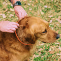 A person fastens a Wondercide Flea & Tick Collar for Dogs around the neck of a golden retriever standing on grass with scattered leaves, offering flea and tick protection.
