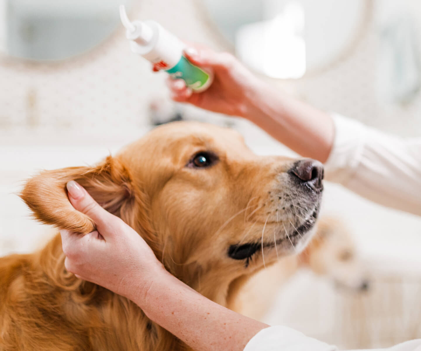 Dog with Wondercide RESCUE Ear Drops