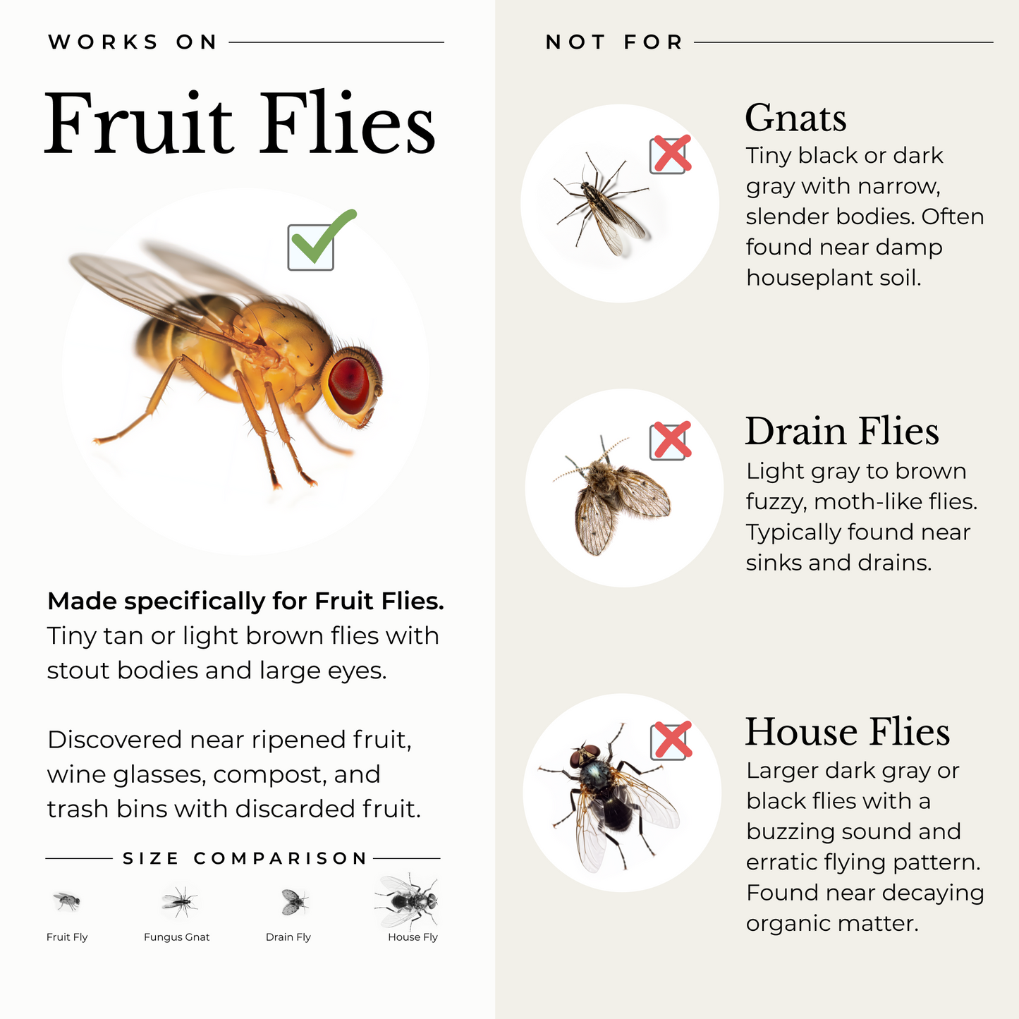 A comparison chart describing fruit flies versus other small flying insects. This product is designed for fruit flies specifically and not gnats, drain flies, or house flies. Fruit flies can be identified by their tiny tan or brown stout bodies with large eyes. They often are discovered around fruit, wine, compost, and trash.