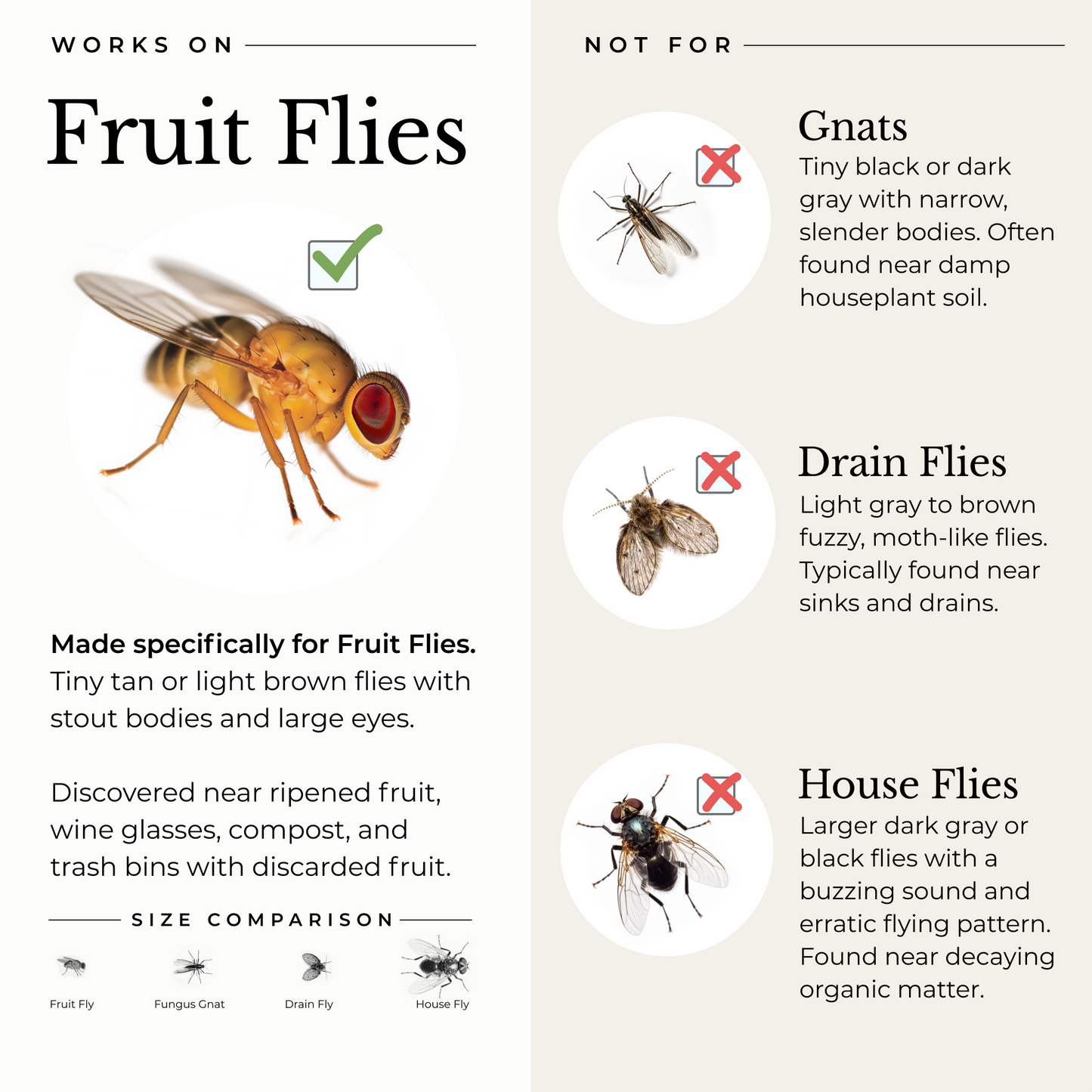 Kitchen fruit best sale fly trap