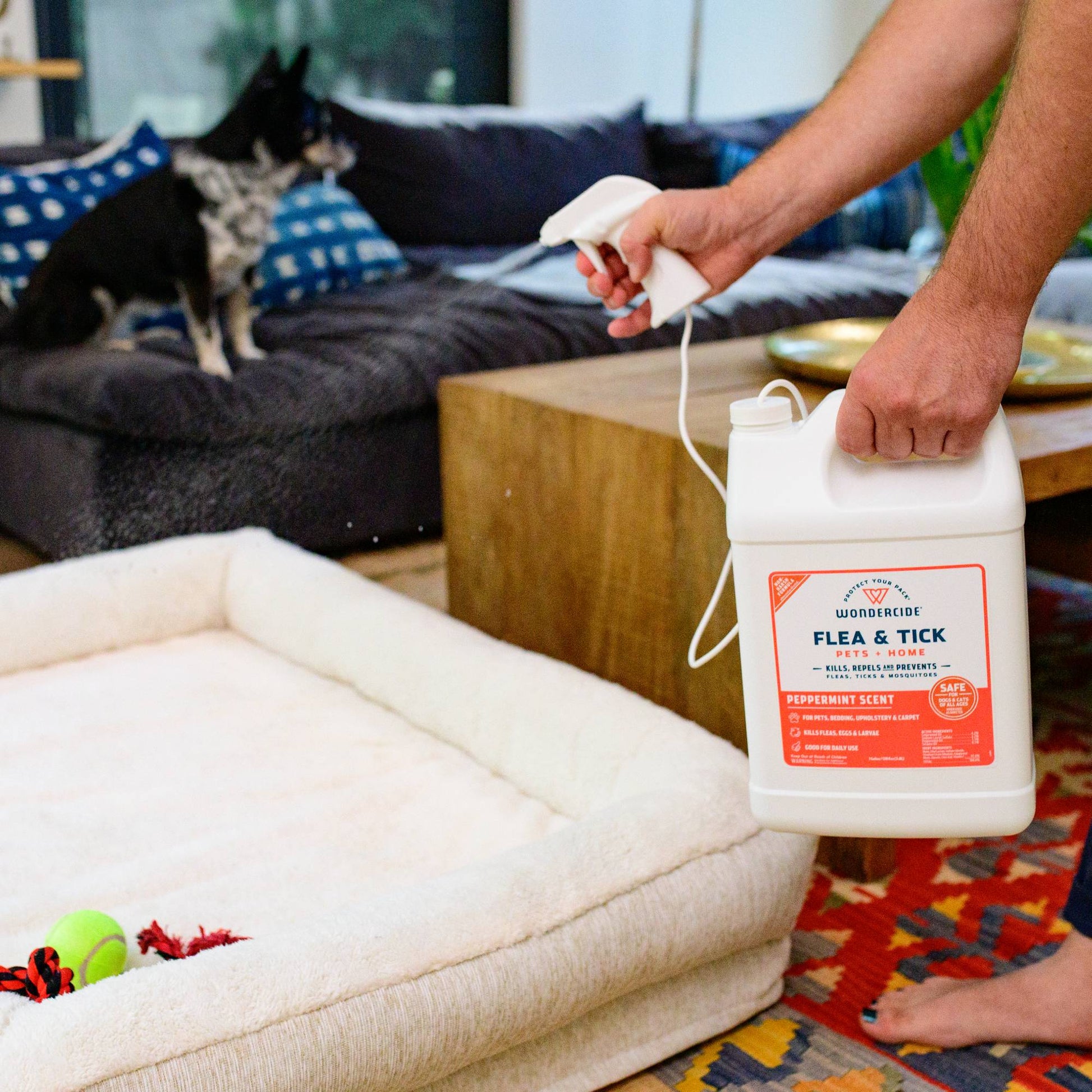Someone sprays Wondercide 128 oz. Peppermint Flea & Tick Spray for Pets + Home with Natural Essential Oils on a dog bed in the living room, as a black-and-white dog watches from the couch, filling the air with a fresh peppermint scent.
