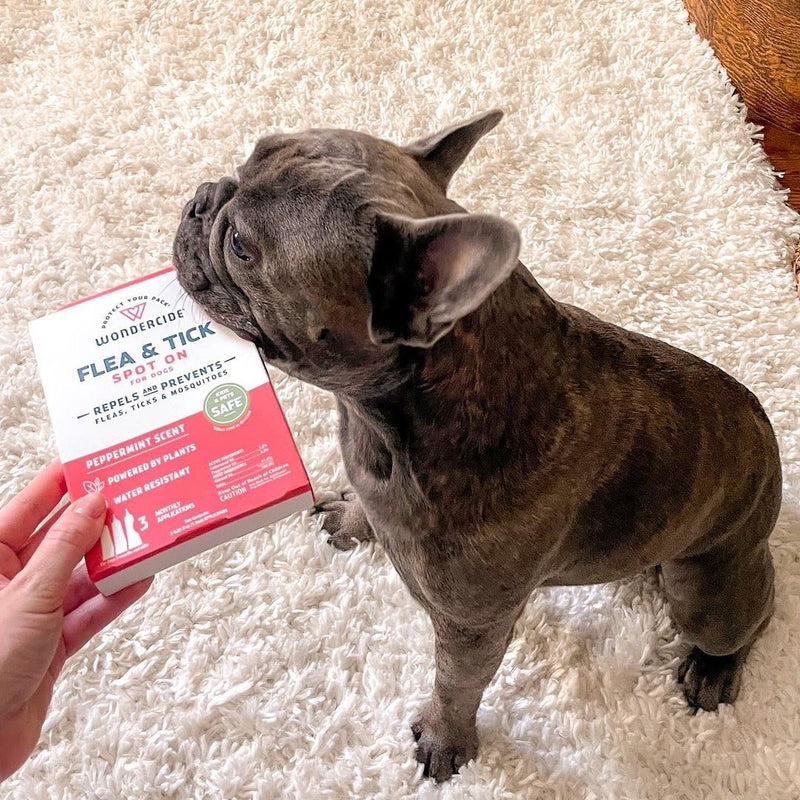 A brindle French Bulldog stands on a white fluffy rug, looking to the side. In the foreground, a hand holds a box of Wondercide Flea & Tick Spot On in peppermint scent. The dogs attention seems focused on the box.