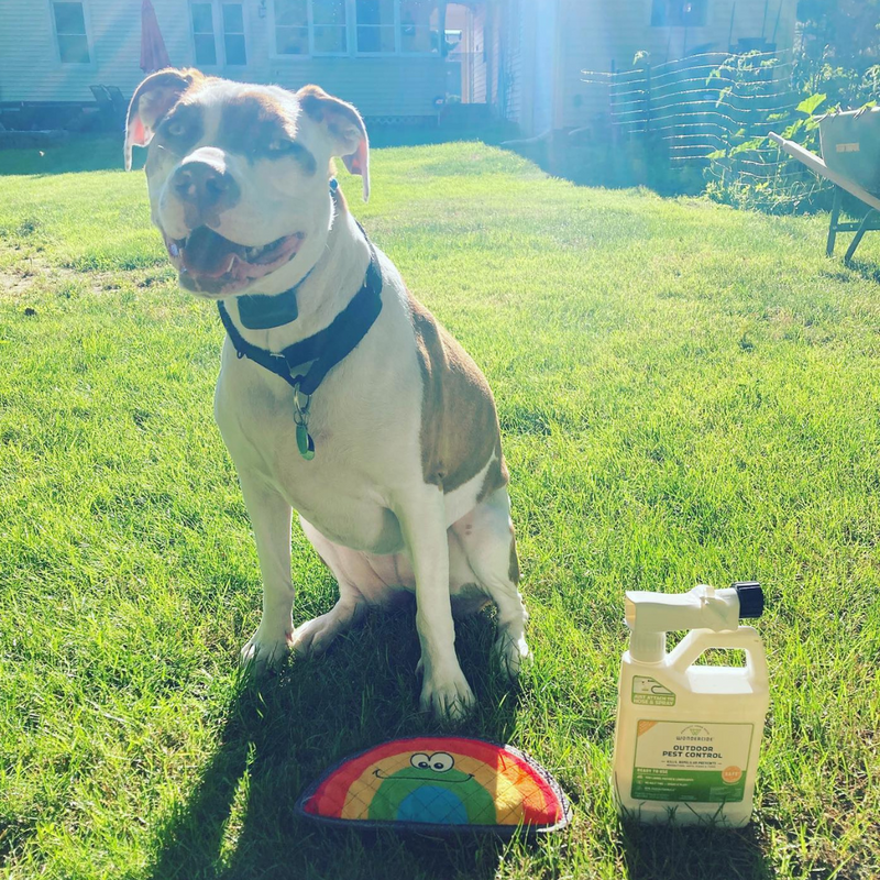 A large dog with a white and brown coat sits on sunny grass. In front of the dog are a colorful rainbow toy and a spray bottle labeled Pest Control. A house and some garden tools are visible in the background.