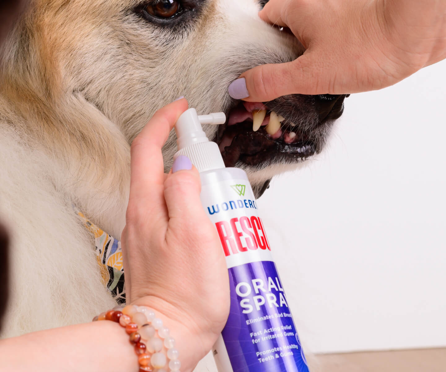 Dog with Wondercide RESCUE Oral Spray being applied to its mouth