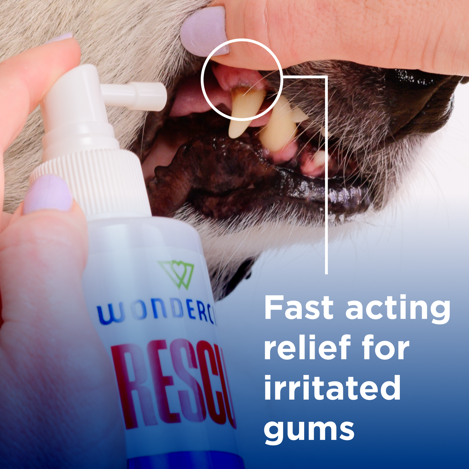 A person applies Wondercide RESCUE™ Oral Spray for Dogs & Cats onto a dogs gums while holding its mouth open. Text on the image reads: Fast acting relief for irritated gums.