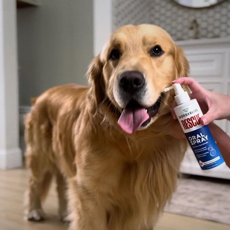 Golden retriever with RESCUE oral spray