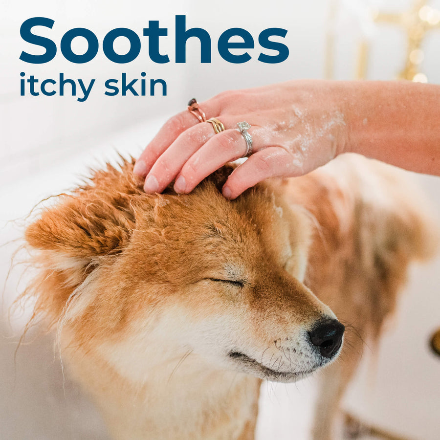 Flea & Tick Shampoo
