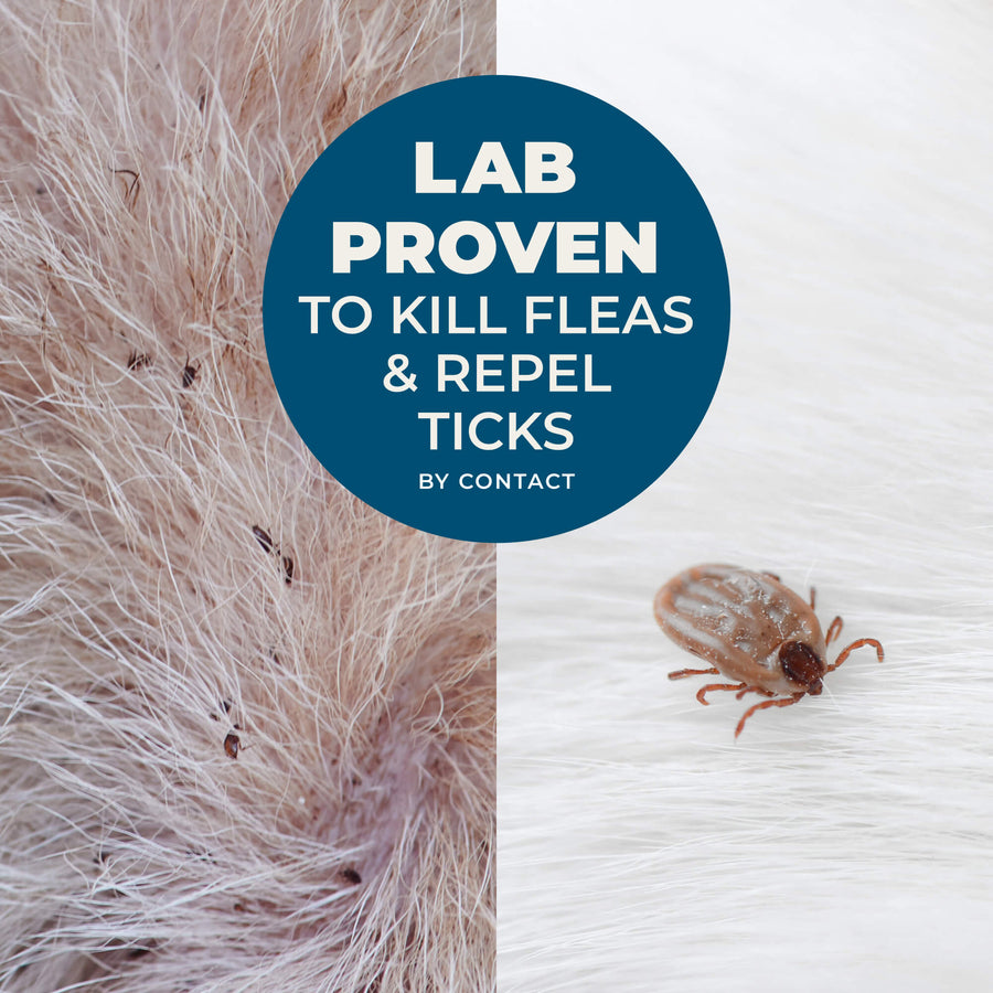 Flea & Tick Shampoo