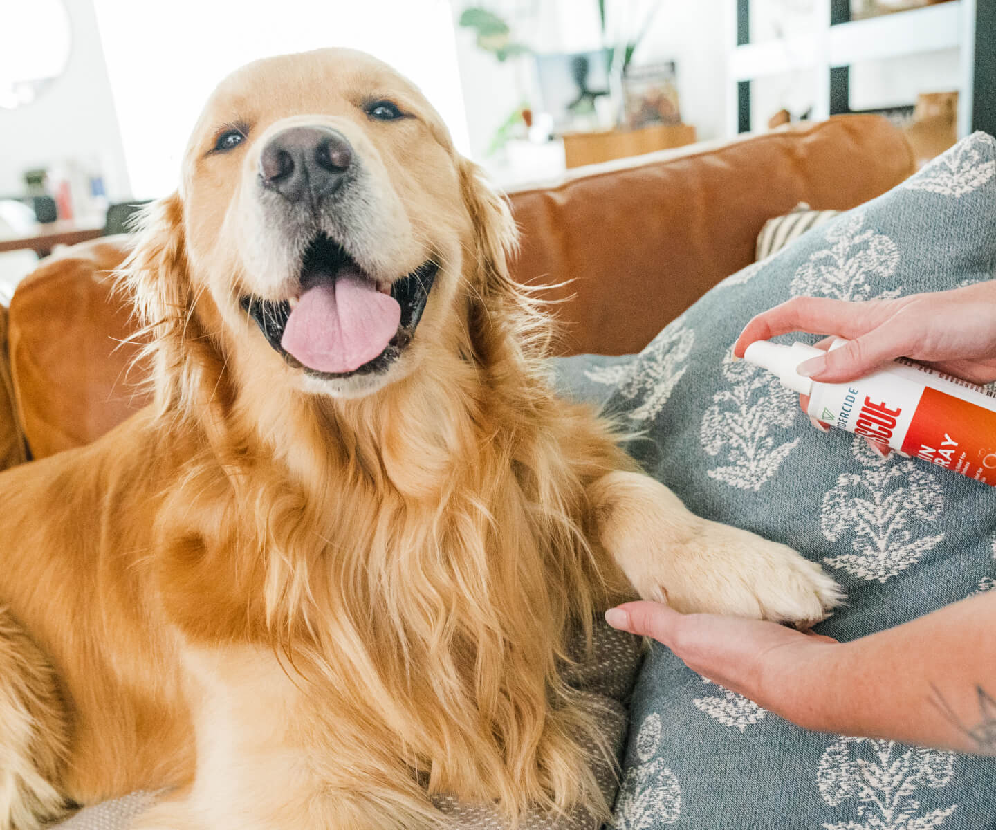 Dog with Wondercide RESCUE Skin Spray being applied to its paw