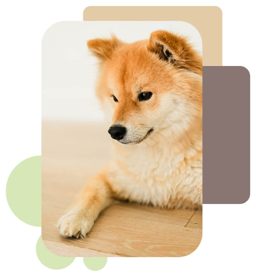 Dog lying down
