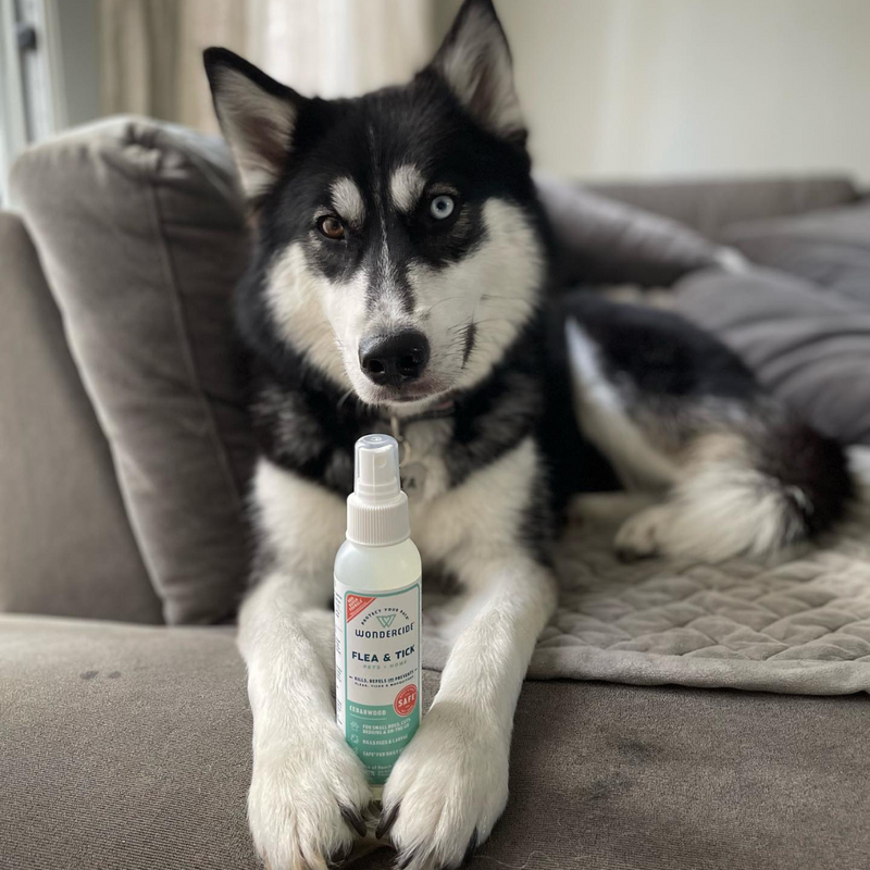 A black and white Husky with striking blue eyes is lying on a couch, looking directly at the camera. In front of the dog is a bottle of flea and tick spray resting on the couch. The background is softly blurred.
