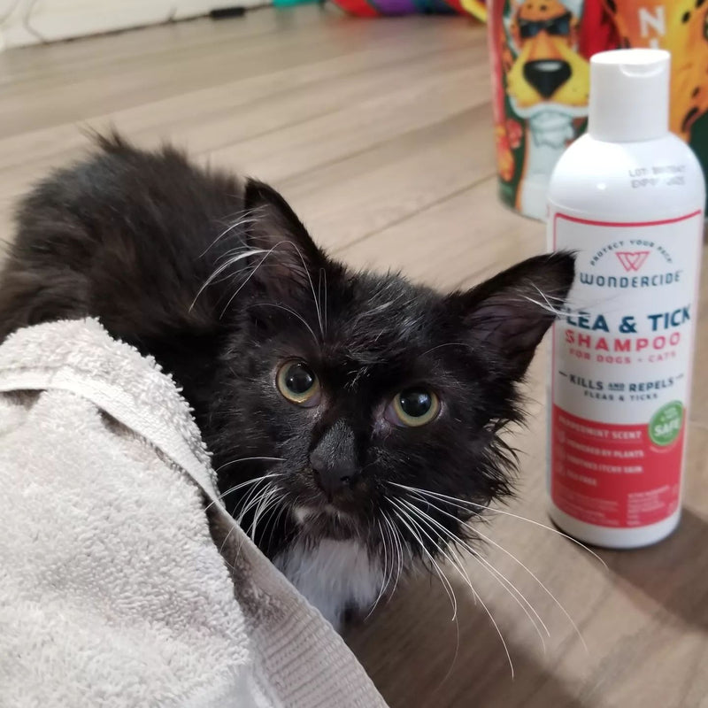 A wet black and white cat partially wrapped in a towel sits on a wooden floor. Beside it is a bottle of flea and tick shampoo for cats and dogs. The cat looks directly at the camera with wide eyes.