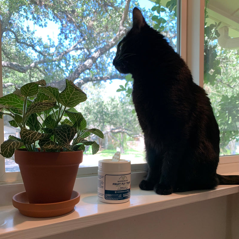 A black cat sits on a windowsill next to a potted plant and a jar labeled FRUIT FLAVOR. Sunlight filters through the window, casting shadows and illuminating the scene.