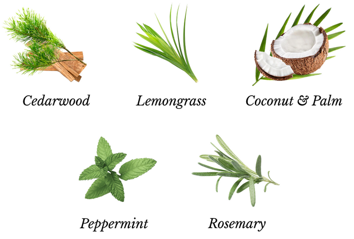 Assorted plant-powered ingredient illustrations