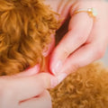 Flea & Tick Collar Video