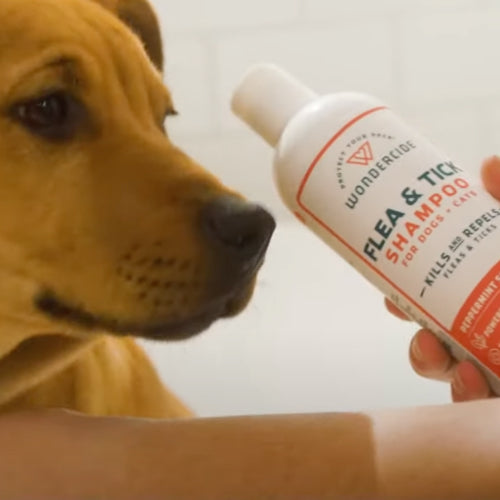 Flea & Tick Shampoo
