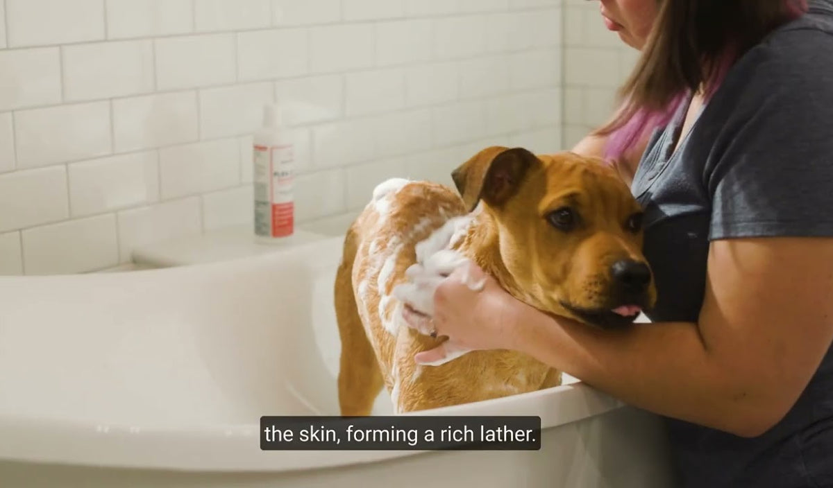 A woman is bathing a brown dog in a bathtub, gently scrubbing its back with soap. A bottle of pet shampoo is visible on the edge of the tub. The white tiled wall serves as the background. Subtitles read, the skin, forming a rich lather.