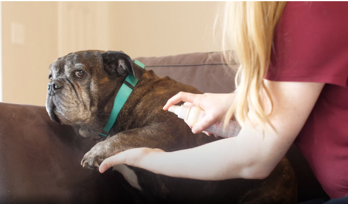 A person sprays a liquid onto the back of a brown and black bulldog wearing a green collar. The dog is sitting on a brown sofa, looking towards the camera. The person is wearing a maroon shirt, and their face is not visible.