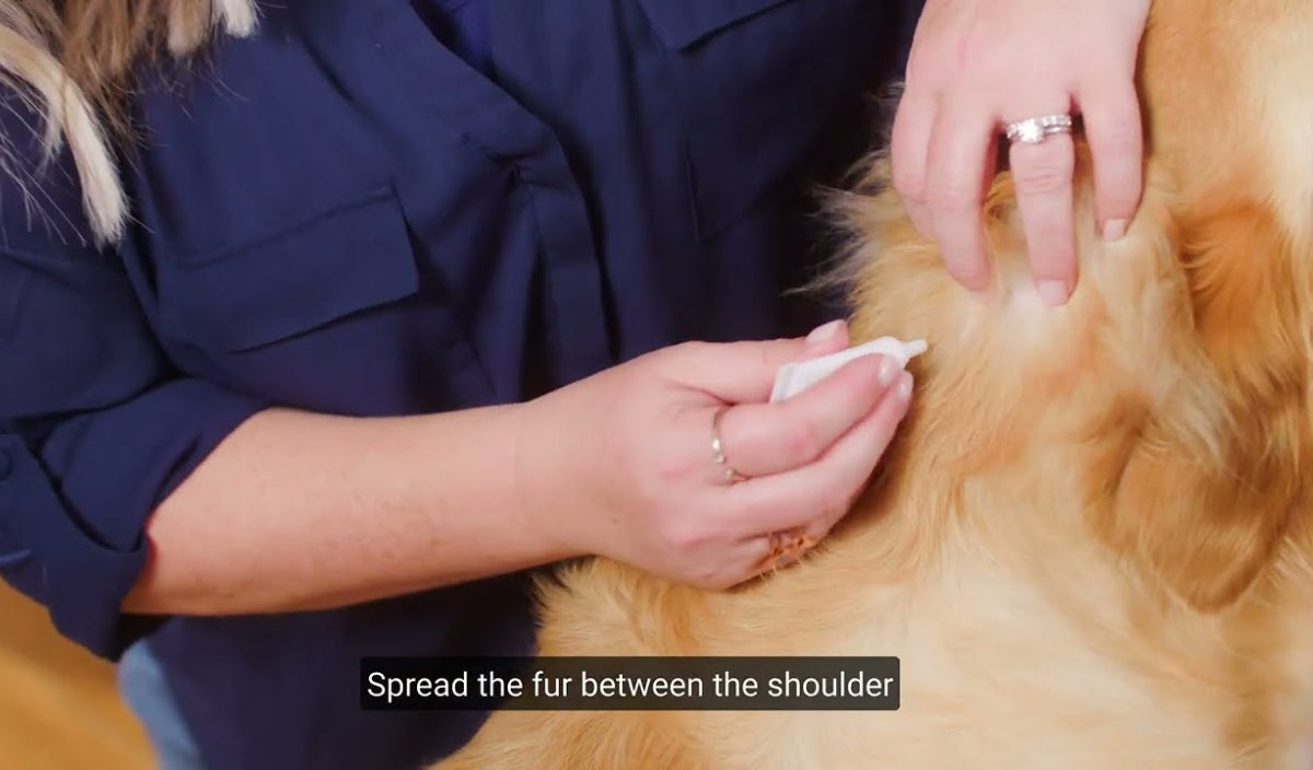 A person wearing a navy shirt holds a white applicator against the fur of a light brown dog. The persons other hand is parting the fur between the dogs shoulders. Caption reads, Spread the fur between the shoulder.