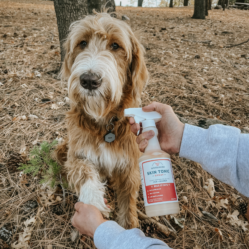 A brown and white dog with shaggy fur sits on pine needles in a forest. A person holds its paw while another hand sprays a bottle labeled Skin Tonic toward the dogs leg. Trees and fallen pine cones are in the background.