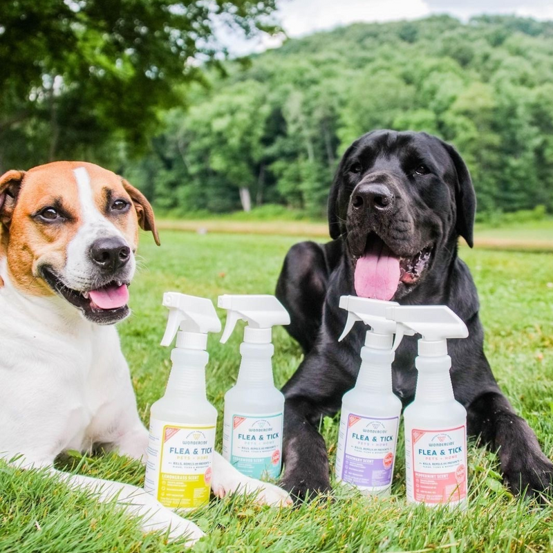 Two happy dogs sit on grass with their tongues out. In front of them are four bottles of flea and tick spray in various colors. A lush, green forest is in the background under a clear sky.