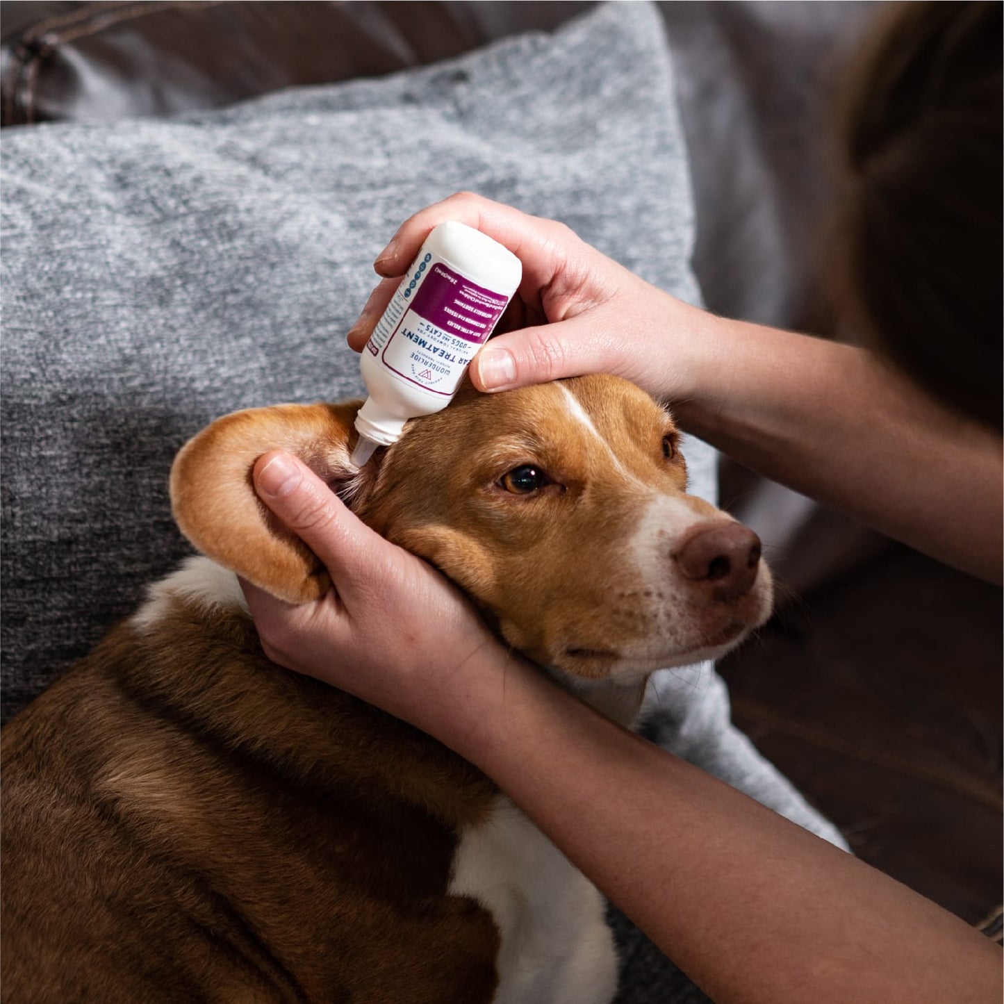 Ear Wash and Treatment Kit for Dogs and Cats - In Use
