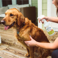 A person gently sprays Wondercide 16 oz. Flea & Tick Spray for Pets + Home on a relaxed golden retriever resting on a porch, showing this plant-powered pest solution is safe for both dogs and cats.