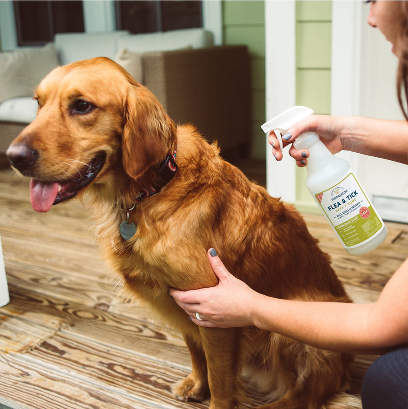 A person gently sprays Wondercide 16 oz. Flea & Tick Spray for Pets + Home on a relaxed golden retriever resting on a porch, showing this plant-powered pest solution is safe for both dogs and cats.