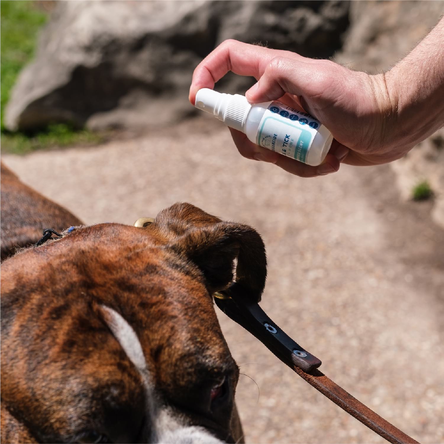 Cedarwood Flea & Tick Spray for Pets + Home - In Use