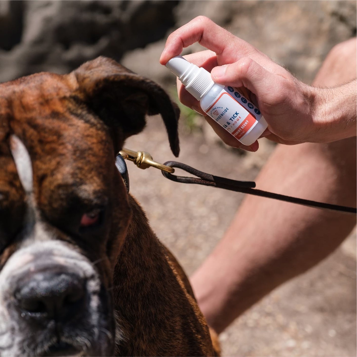 Peppermint Flea & Tick Spray for Pets + Home - In Use