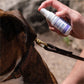 Rosemary Flea & Tick Spray for Pets + Home - In Use