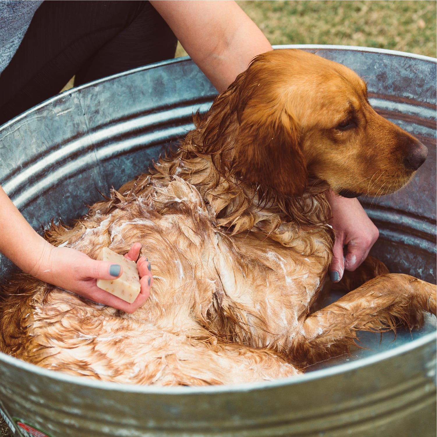 Oatmeal & Honey Shampoo Bar for Dogs and Cats - In Use