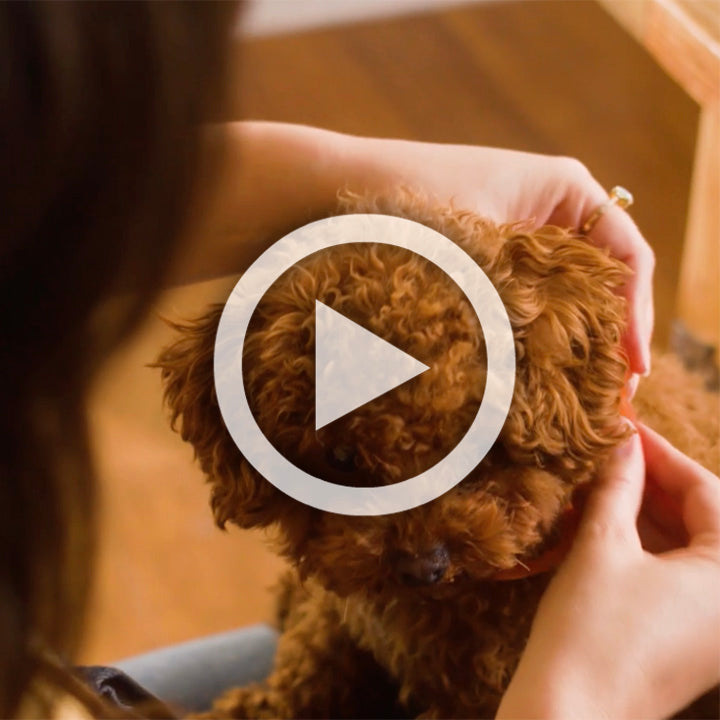 Collar Video 1