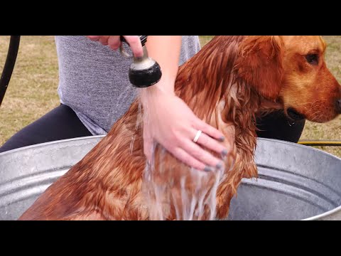 How to use Wondercide Natural Shampoo Bars